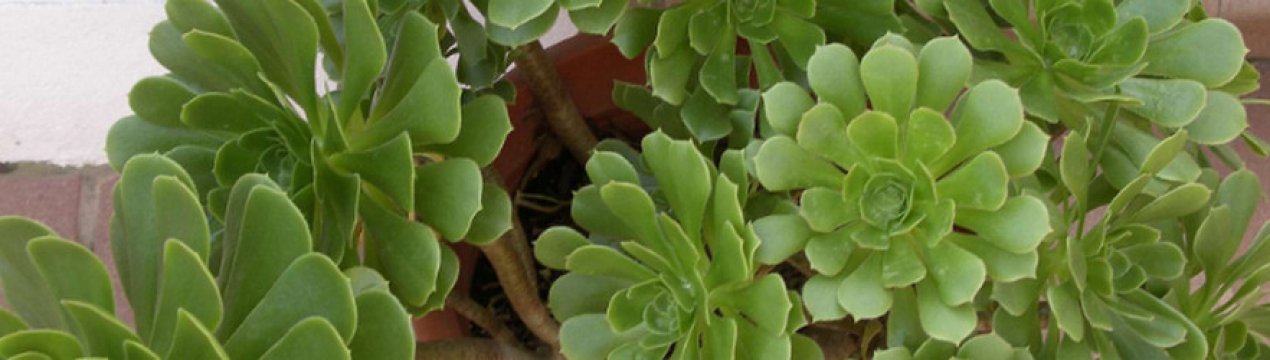 Квітка еоніум: догляд в домашніх умовах