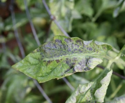 Фіолетові плями на листках томатів: причини виникнення, методи позбавлення