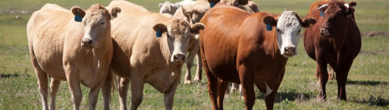 Відгодівля великої рогатої худоби: чим і як годувати