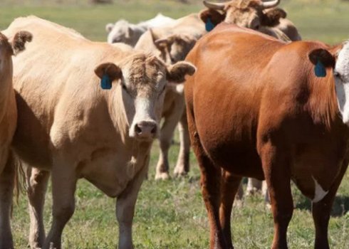 Відгодівля великої рогатої худоби: чим і як годувати