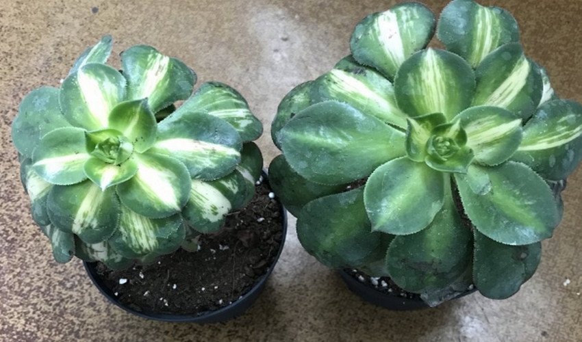 Лимон і Лайм Лимон і Лайм