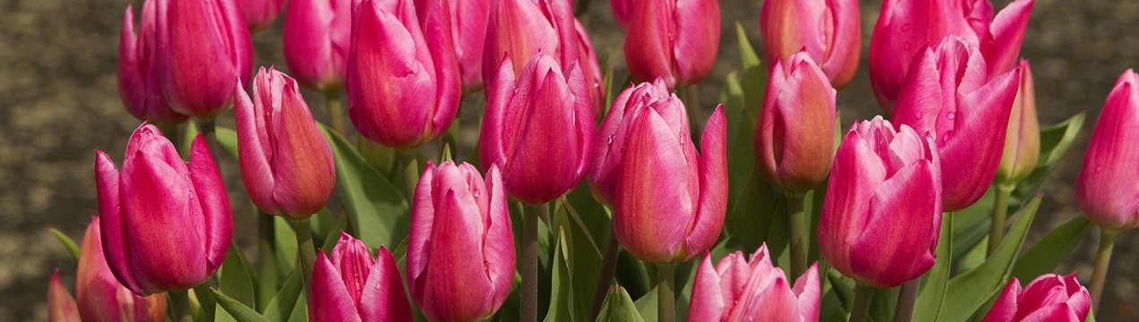 Команда Fermer.blog вітає усіх шановних жінок з 8 Березня!