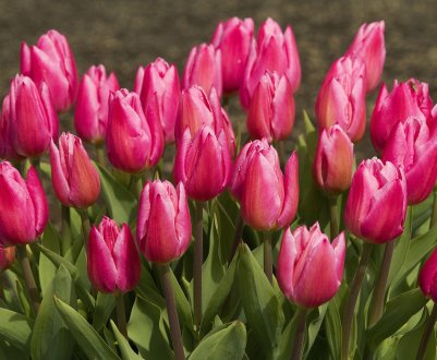 Команда Fermer.blog вітає усіх шановних жінок з 8 Березня!