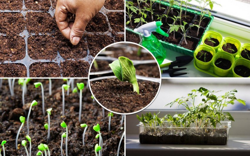 Посадка рослин на розсаду Посадка рослин на розсаду