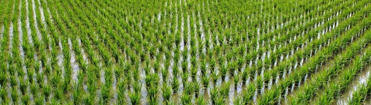 Альтернативні методи вирощування рису і креветок у В'єтнамі важливі для продовольчої безпеки