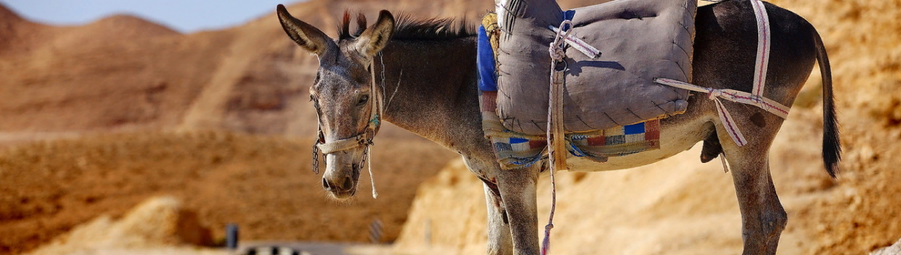 Кенія заборонила комерційне вбивство ослів