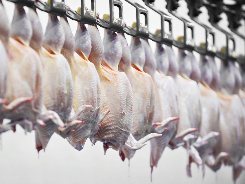 Росія дозволяє ввозити в'єтнамську оброблену курятину Росія дозволяє ввозити в'єтнамську оброблену курятину