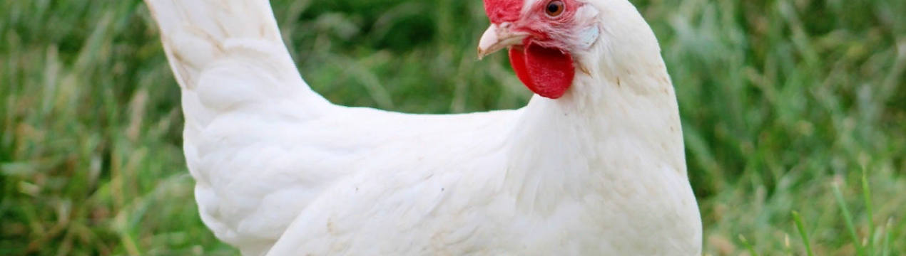 Росія дозволяє імпорт в'єтнамської обробленої курятини