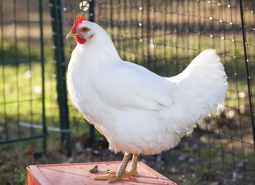 Росія дозволяє ввозити в'єтнамську оброблену курятину Росія дозволяє ввозити в'єтнамську оброблену курятину