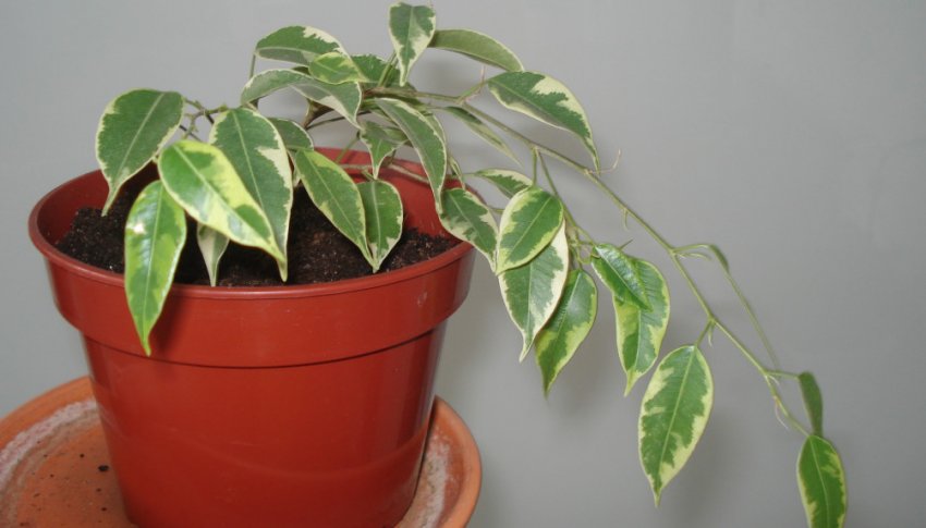 Фікус кінкі