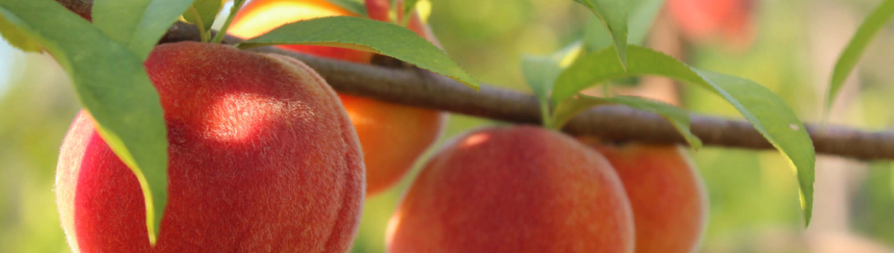 Китайський імпорт консервованих персиків знаходиться на підйомі