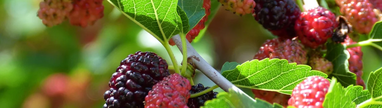 Потенціал розвитку в'єтнамського шовку все ще дуже великий