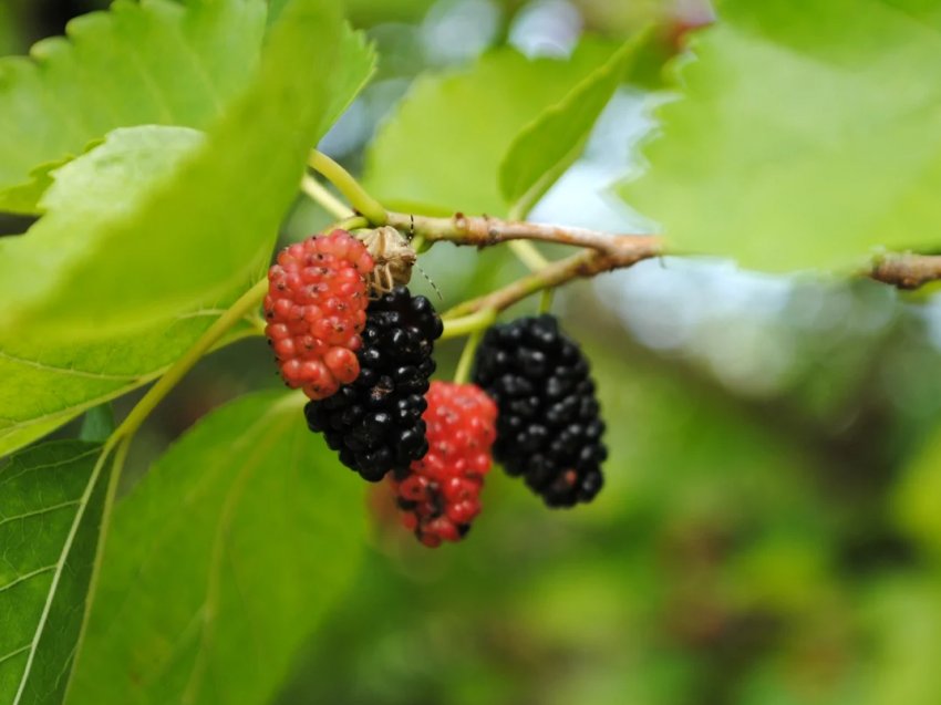 Потенціал розвитку в'єтнамської шовковиці все ще дуже великий Потенціал розвитку в'єтнамської шовковиці все ще дуже великий