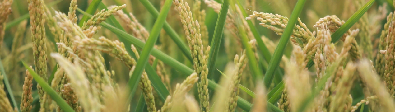 Зимньо-весняний урожай рису здобув величезну перемогу у боротьбі з труднощами