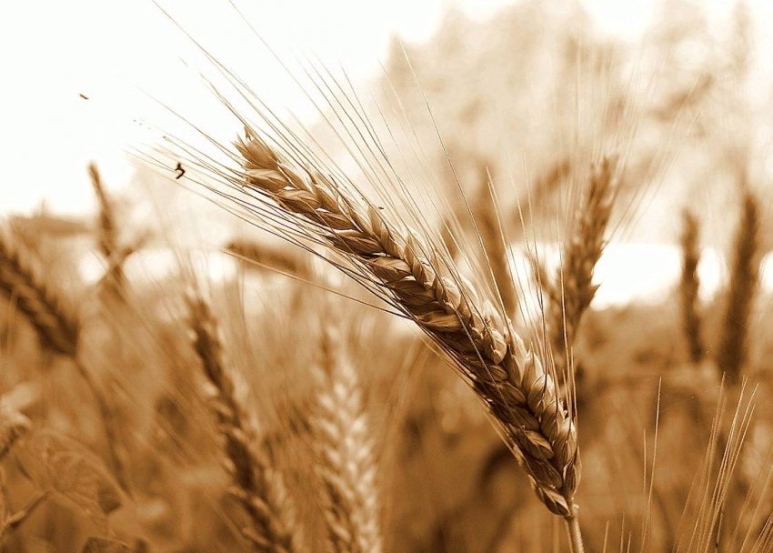 Винятковий зерновий фунгіцид з'явився на ринку!