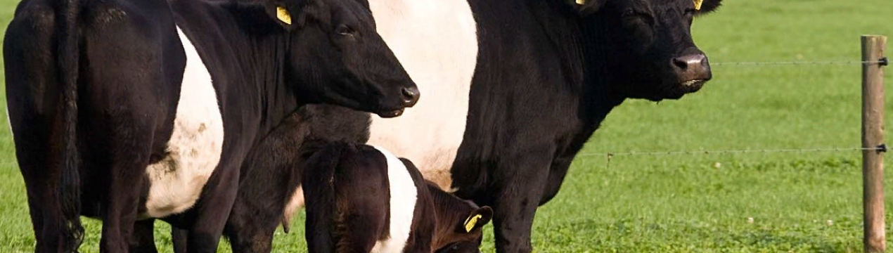 Чи можна економно утримувати молочних тварин на задньому дворі?