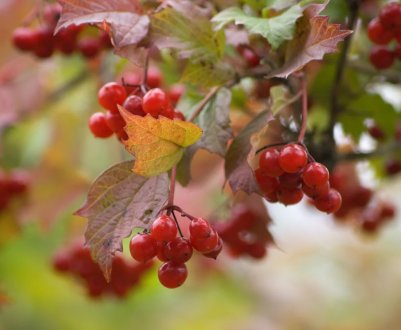 Чи ви саджаєте калину на своїй ділянці?