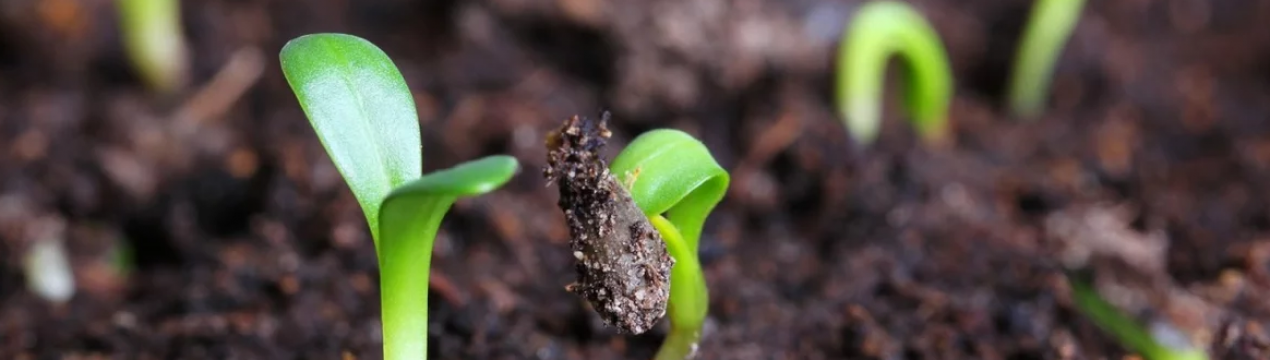 Чому насіння не виростають? Фактори, які на це впливають
