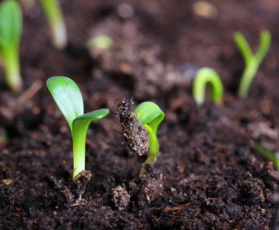 Чому насіння не виростають? Фактори, які на це впливають