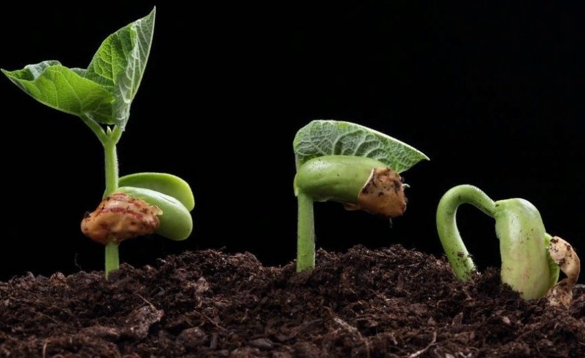 Чому насіння не проростають? Фактори, що на це впливають