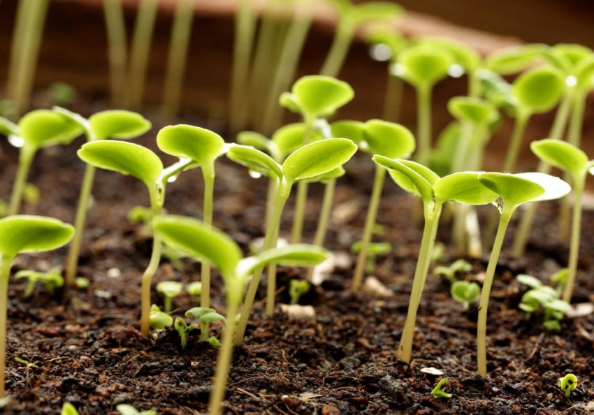 Чому насіння не проростають? Фактори, які на це впливають