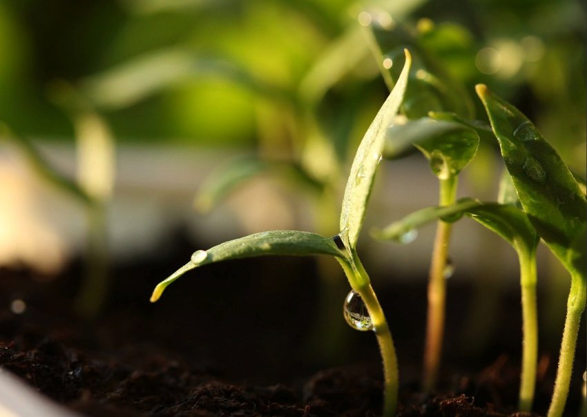 Чому насіння не проростають? Фактори, що на це впливають