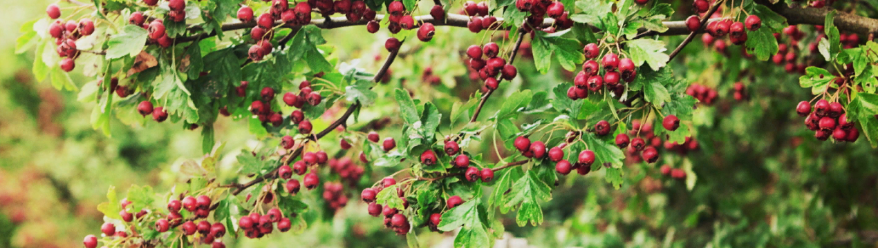 Як обробити ягідні кущі весною?