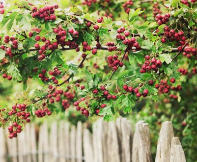 Як обробити ягідні кущі весною?
