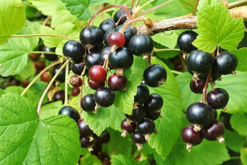 Чим обробити ягідні кущі навесні