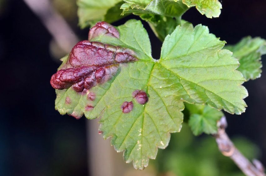 Чим обробити ягідні кущі навесні