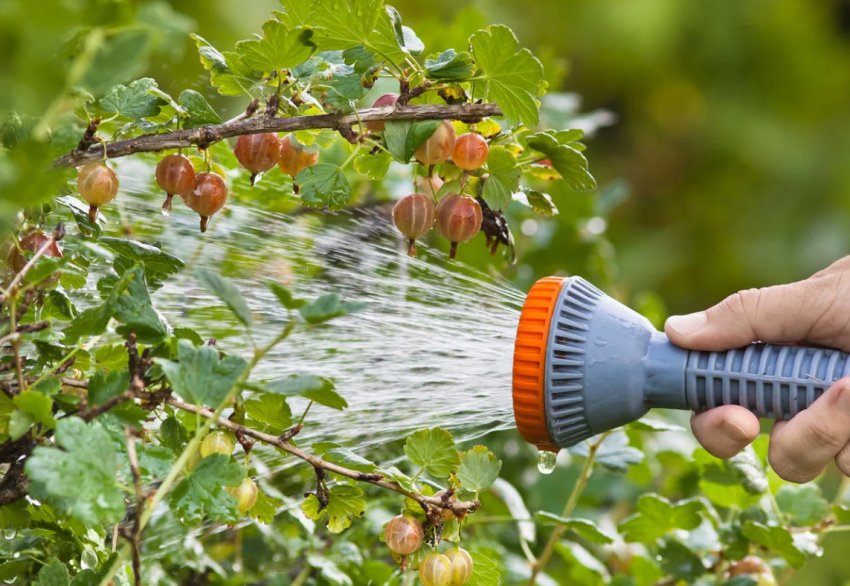 Чим обробити ягідні кущі навесні