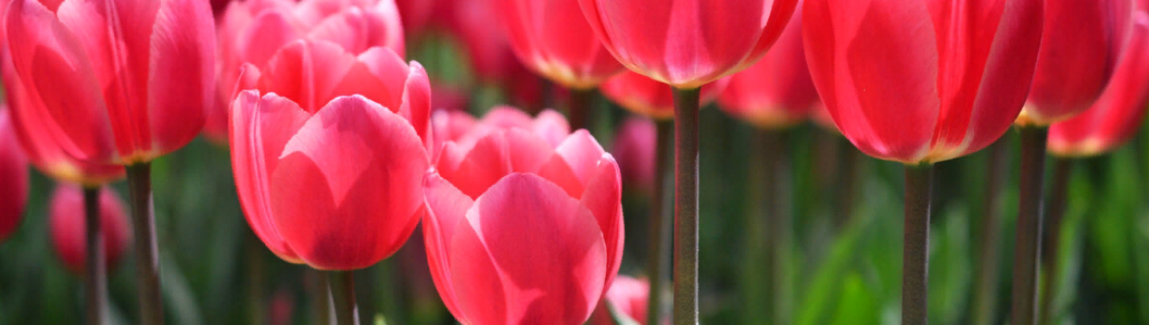 Усе, що ви хотіли знати про тюльпани