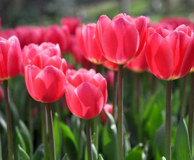 Усе, що ви хотіли знати про тюльпани