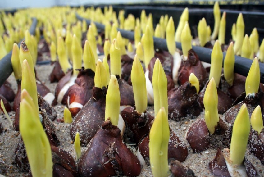 Все, що ви хотіли знати про тюльпани