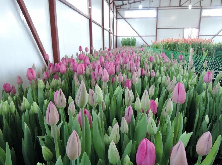 Все, що ви хотіли знати про тюльпани