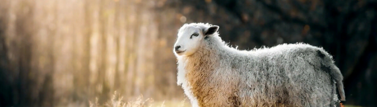 Вівці замість газонокосарки