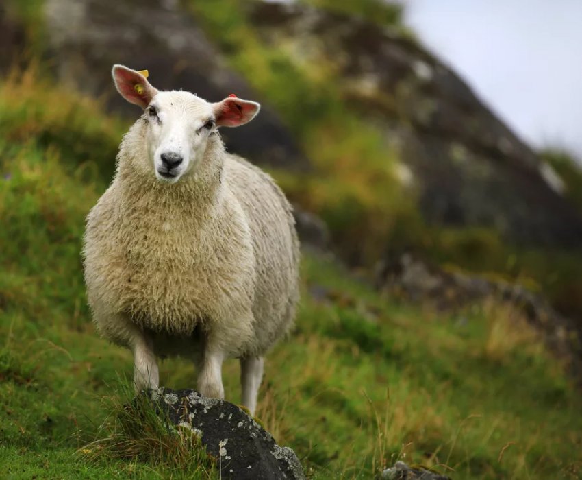 Овці як газонокосарка