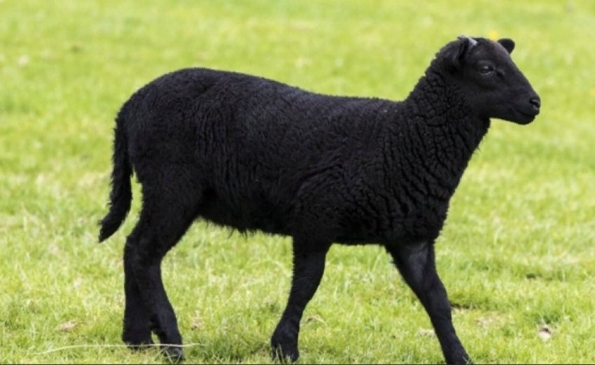 Овці як газонокосарка