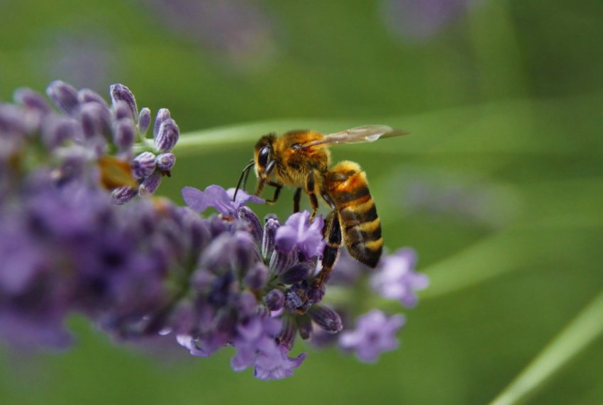 Як врятувати комах-запилювачів від зникнення Як врятувати комах-запилювачів від зникнення