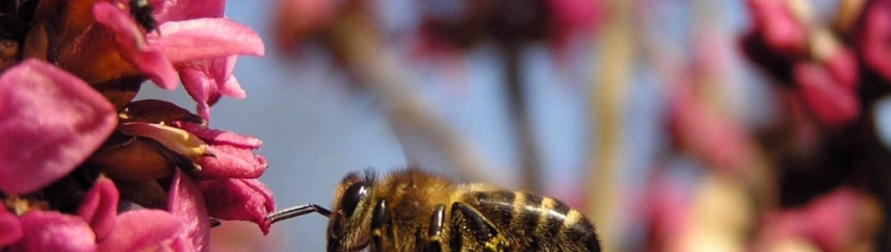 Як врятувати комах-запилювачів від зникнення