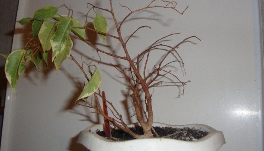 Фікус скидає листя