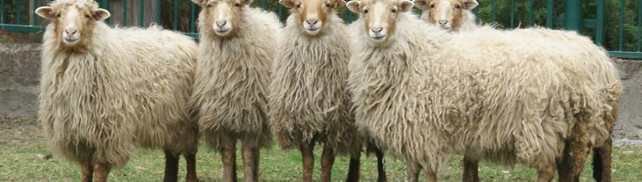 Вівці породи Рацка, замість газонокосилки та добрив