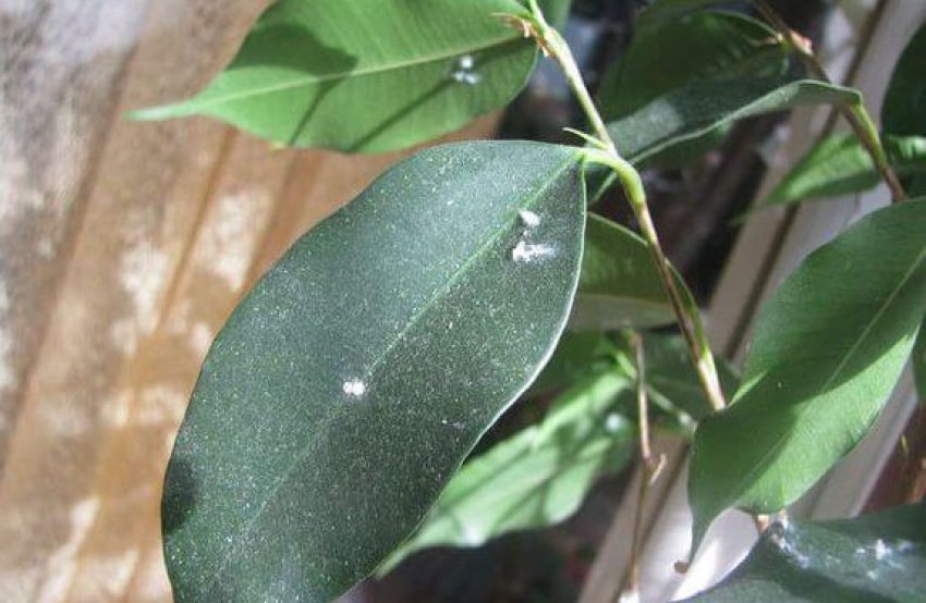 Борошниста роса на фікус