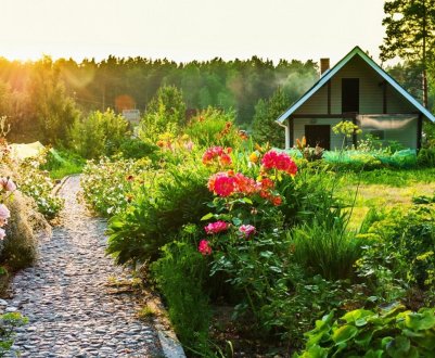 10 садових секретів для дачника: експертні поради щодо поливу та догляду за рослинами