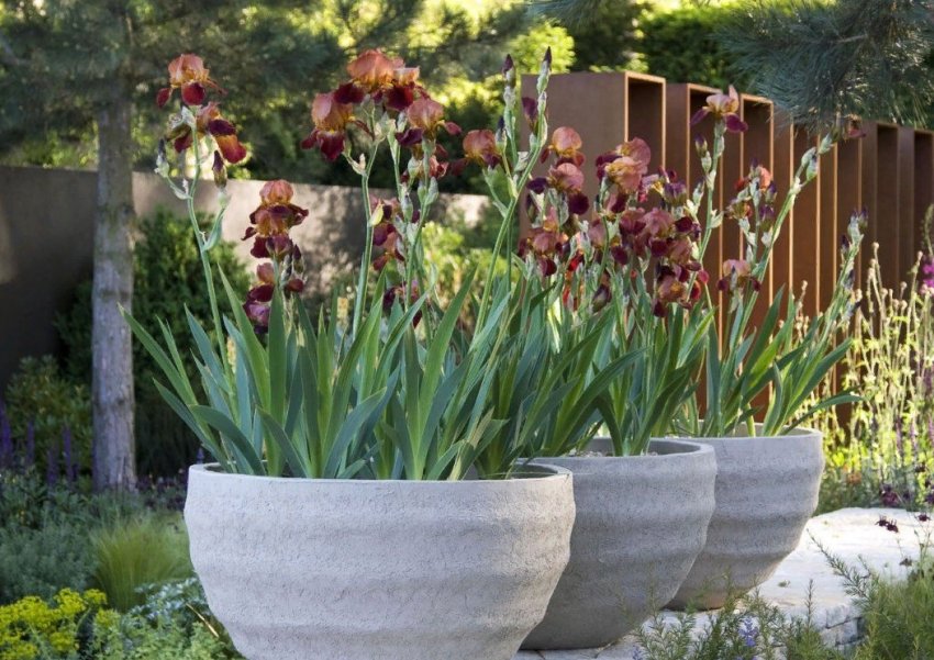 Нове в ландшафтному дизайні: рухомі клумби