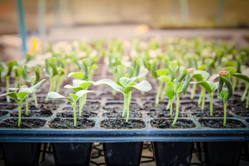 Що потрібно знати перед покупкою розсади у магазині Що потрібно знати перед покупкою розсади у магазині