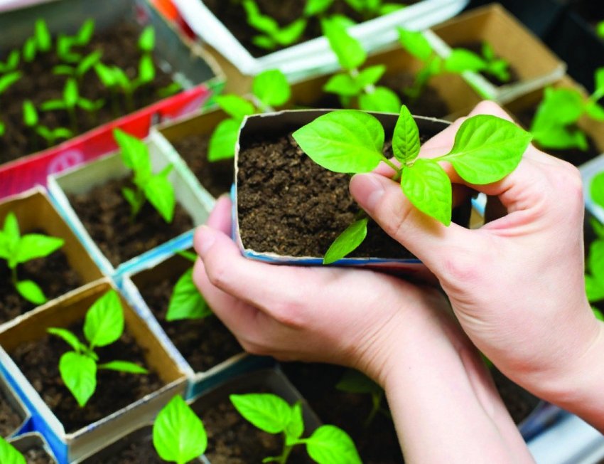 Що потрібно знати перед покупкою розсади у магазині Що потрібно знати перед покупкою розсади у магазині