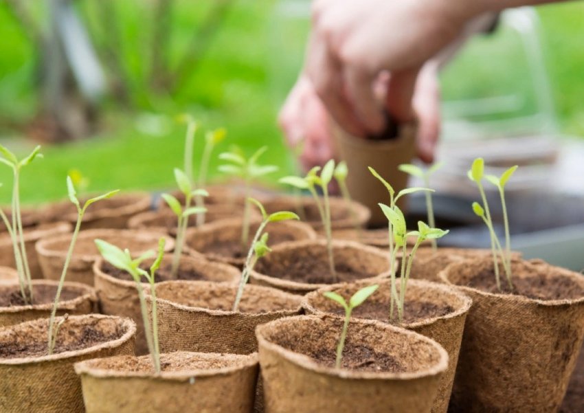 Що треба знати перед покупкою сіянців у магазині Що треба знати перед покупкою сіянців у магазині