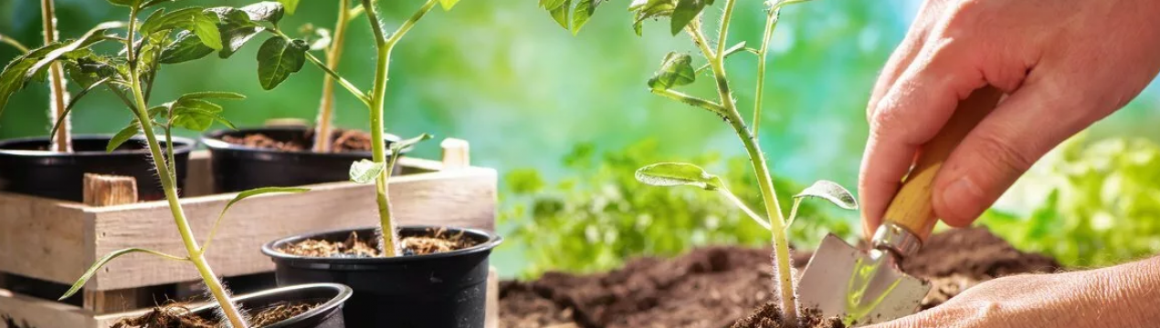 Що потрібно знати перед покупкою саджанців в магазині