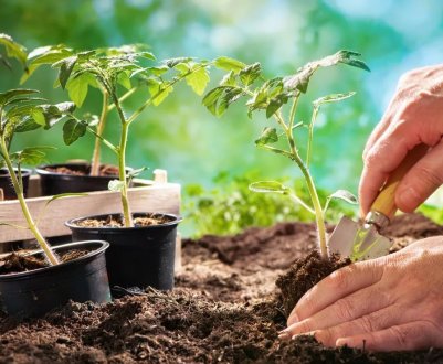 Що потрібно знати перед покупкою саджанців в магазині